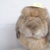 Beach Pawty Hat - Image 3