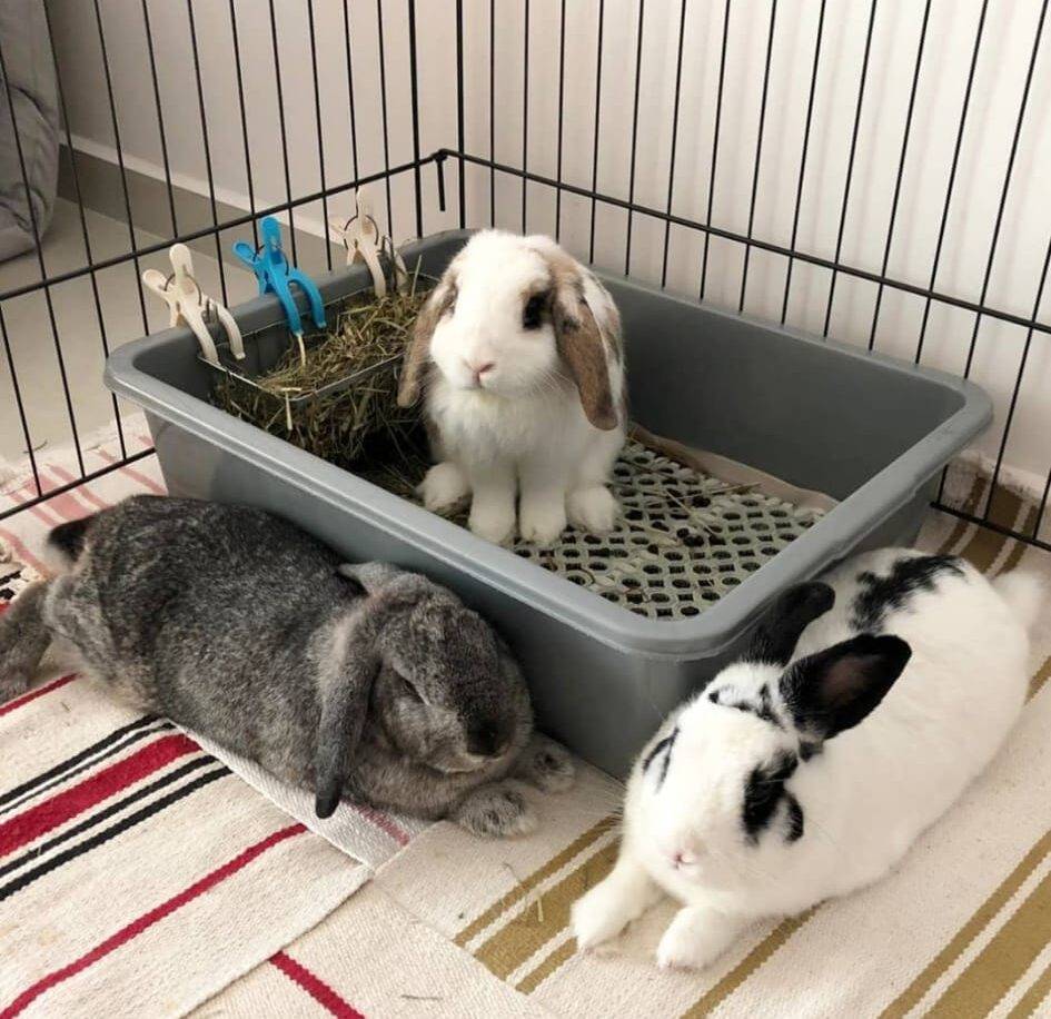 AC, the3bunnies.co