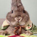 "Gigi of Oishi Bunnies is well known for making delectable cookies and amazingly beautiful birthday cakes." Chan WY, Bunma of Bella