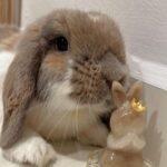 "Very swift response, fast delivery and most importantly, my bunny loves the cookies from friendly cookie yiyi and is always looking forward to the fresh, healthy, beautiful cookies!" Cheryl, Bunma of Beansprout