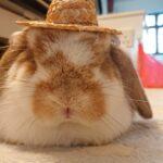 "The cakes for the kiddos' special days r always from here!" Sharon, Bunma of Clover