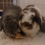 "My 3 lovely buns will dance around me when they know it's cookie time!" Joanne, Bunma of Clover & Blessing