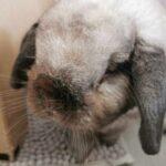 "Best bunny cookies that any bunny mummy could ask for... looks so cute and is a healthy treat." Linlin, Bunma of Cookie