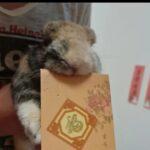 "Years of repeated purchase frm Oishi bunnies... my bunny from young boy huge fan till nw senior 10yo boy." Ailing, Bunma of Diva