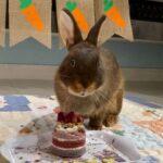 "Best bunny cookies and birthday cake certified by my 2 picky eaters bunnies!" Jessie, Bunma of Dusty