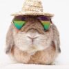 Ray-Bun Eyewear