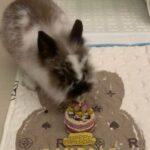 "Thank you Oishi Bunnies cookie yiyi for baking me a beautiful cake and is really oishii!!" Isabelle, Bunma of Gandalf