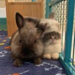 "Her cookies and tweats are not only very pretty and cute they also taste buntastic!" Ian, Bunma of GG