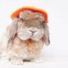 Bunny Fleece Hat