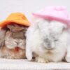 Bunny Fleece Hat - Image 7