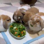 "We're absolutely obsessed w OishiBunnies' bakes... resistng them is just impossible." Wendy, Bunma of HoBunnyCafe Trio