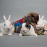 "Seasonal items are also a huge hit... if you didn't manage to grab, you will feel that you have let your buns down!" Michelle, Bunma of Taupok, Tauhway and Tofu