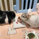 "It has been a breeze to order cakes from them yearly and have them delivered to our house. The cakes are pretty and definitely delicious as bunny rush for the cake when served." Ivy