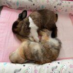 "The kiddos will turn into cookie monsters whenever I bring out the cookies... also the bun mama favourite place to source for pretty nice items such as mats and crystal figurines." Janna, Bunma of Nelly and Camron