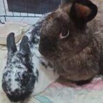 "Support Oishi bunnies as they generously support the cause of rescues such as BW & HRSS!!" Jerica, Bunma of Dusty