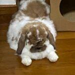 "My bunny loves treats and I particularly like to buy them from Oishi.bunnies." Kaye, Bunma of King