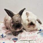 "Gigi's oishi cookies is my go-to for many years. Her home-baked treats are safe and yummy, my bunkids go crazy for them!" Minah, Bunma of Buttercup