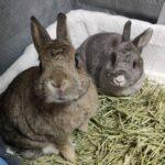 "Kookie yiyi cukies are da best! Packed with aromatic, healthy herbs and deliciously, yummilicious fruits juices." Lui Kang, Bunma