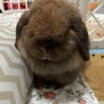 "Till now my bun still love the cookies from Oishi cookie Yiyi." Katherine, Bunma of Momo