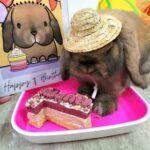 "My 2 boys love the cookies so much that always made them jump on me with joy!" Katherine, Bunma of Muff