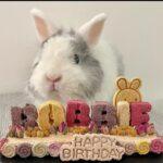 "Oishi bakes are 100% natural... super crunchy and delicious - my bunnies love them!" Jasmine, Bunma of Robbie