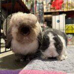 "Their treats are simply bunsome! My furry friends goes wild for their delicious creations." Jessica, Bunma of Sesame and Biiru