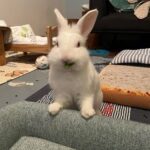 "Skippy underwent a very invasive n painful surgery... He’s more cooperative during the wound cleaning/flushing, because he knows something good is waiting!" Alicia, Bunma of Skippy