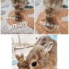 Precious Birthday Bundle - Cake + Keepsake MaoMao Figurine + Free Gifts - Image 21