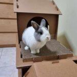 "Even when she has GI stasis, she would still take one cookie and kept it near her... building a closer bond with my bun princess." Rachel, Bunma of Jewel