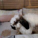 "My senior rabbit who is super picky will only eat this when he is not feeling well." Bernice