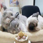 "I love the super pretty cake designs and my bunnies are crazy over their treats... Very prompt service and response." Cyndris