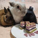 When I run out of cookies and give them those off the shelf, they refuse to eat. Oishi cookies are so good that when I give my bunnies, I take a bite myself!" Eilena, Bunma of Tictactoe