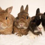 "The cake you made are just so cute and nice! The intricate design and attention to detail were truly impressive." Ellen, Bunma of Heyhey, Heydee and Po