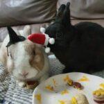 "Her treats were not only tasty... but also came with health benefits as she uses herbs like milk thistle etc to target certain organs." Everlyn