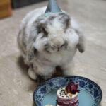 "Have been purchasing oishi bunnies's bake for quite sometime... My precious boy always loves her bake." Huishan, Bunma of Gui Guai