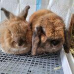 "Kookie-yiyi constantly updates me on the status of my orders... My kiddos eating happily." Chloe, Bunma of Hako