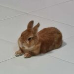 "Bunny don't want to cuddle nor come near for pet pet? Fear not, just hold one of her cookies in your lap." Kathy, Bunma of Isaac