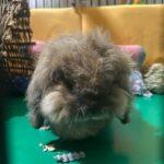 "I tried it before it taste good for human too! Most important of all Oishibunnies always donate the profit to animals welfare." Dora, Bunma of Koko