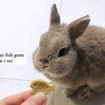 "Money really loves the cakes and cookies from Oishi Bunnies!" Ping, Bunma of Money