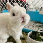 "Cookie yiyi takes rabbit well-being very seriously. She uses only the best and safest ingredients... visually stunning!!! Each cookie is made with intricate details." Shakilah