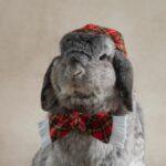 "My fur kids & I will also look forward to her new creation of cookies & always can’t wait to ‘snatch’." Belinda, Bunma of Tommy