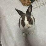 "In a metal bowl full of treats, cookie will without fail dig & eat Oishi yi yi cookies 1st!" Yvonne, Bunma of Cookie