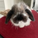 "Reuben had such a fun 1st birthday celebration... the mini party hat tied the entire party look together!" Grace, Bunma of Reuben