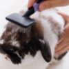 Rosewood Mini Gentle Slicker Brush - Image 4