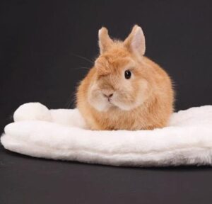 Cotton Tail Cushion - Image 5