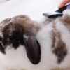 Rosewood Mini Gentle Slicker Brush - Image 2