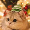 Xmas Hats