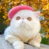 Pee-casso Beret - Image 6
