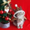 Xmas Capes - Image 3