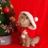 Xmas Capes - Image 4